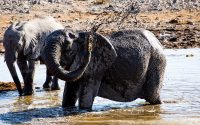 Elephants on a 4x4 Windhoek trip