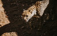 Cheetah on a 4x4 safari in Windhoek trip
