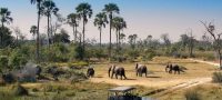 Botswana 4x4 self drive safari